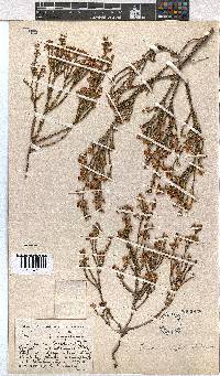 Erica viscidiflora image