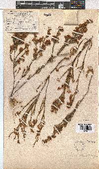 Erica viscidiflora image