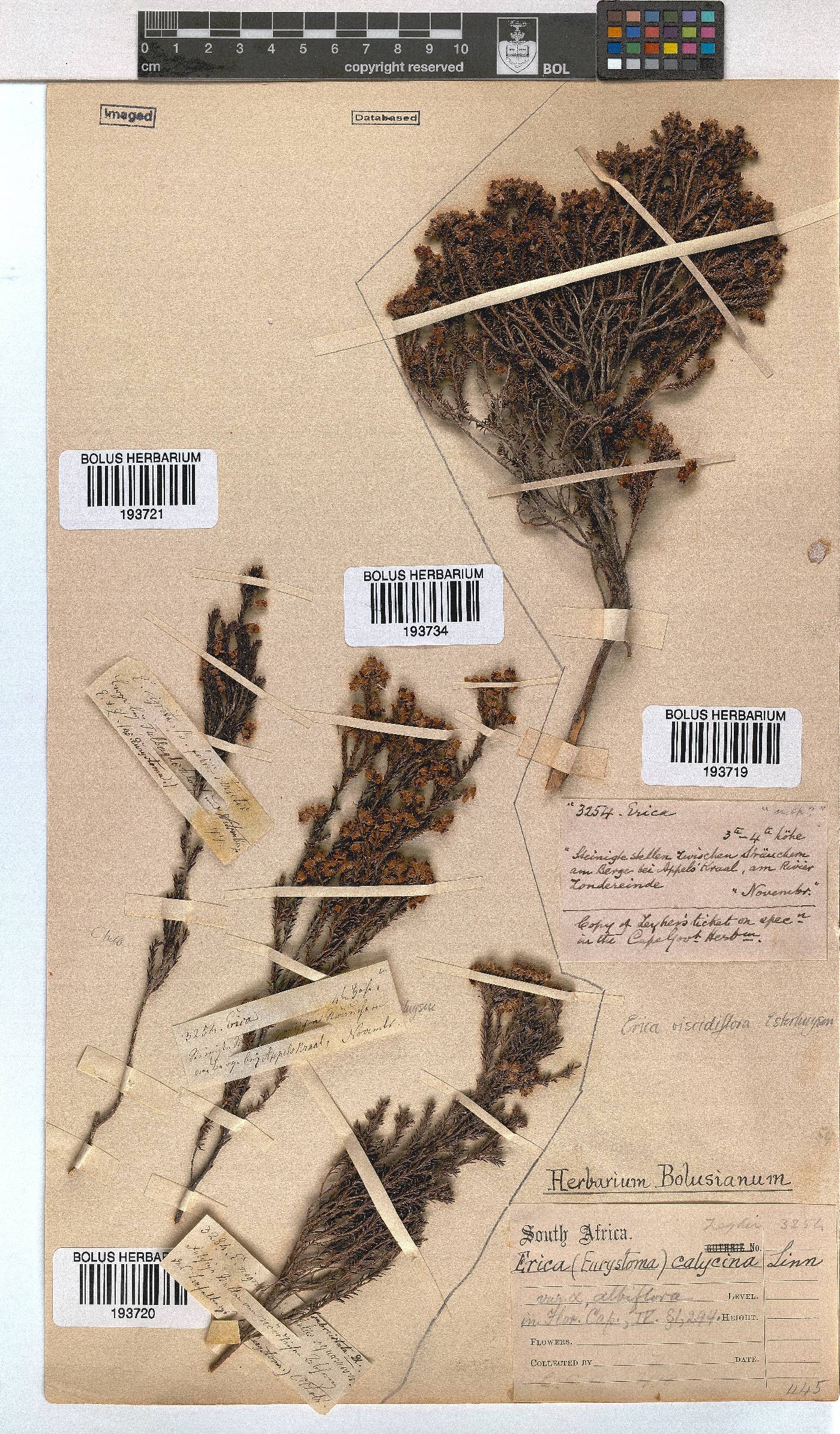 Erica viscidiflora image