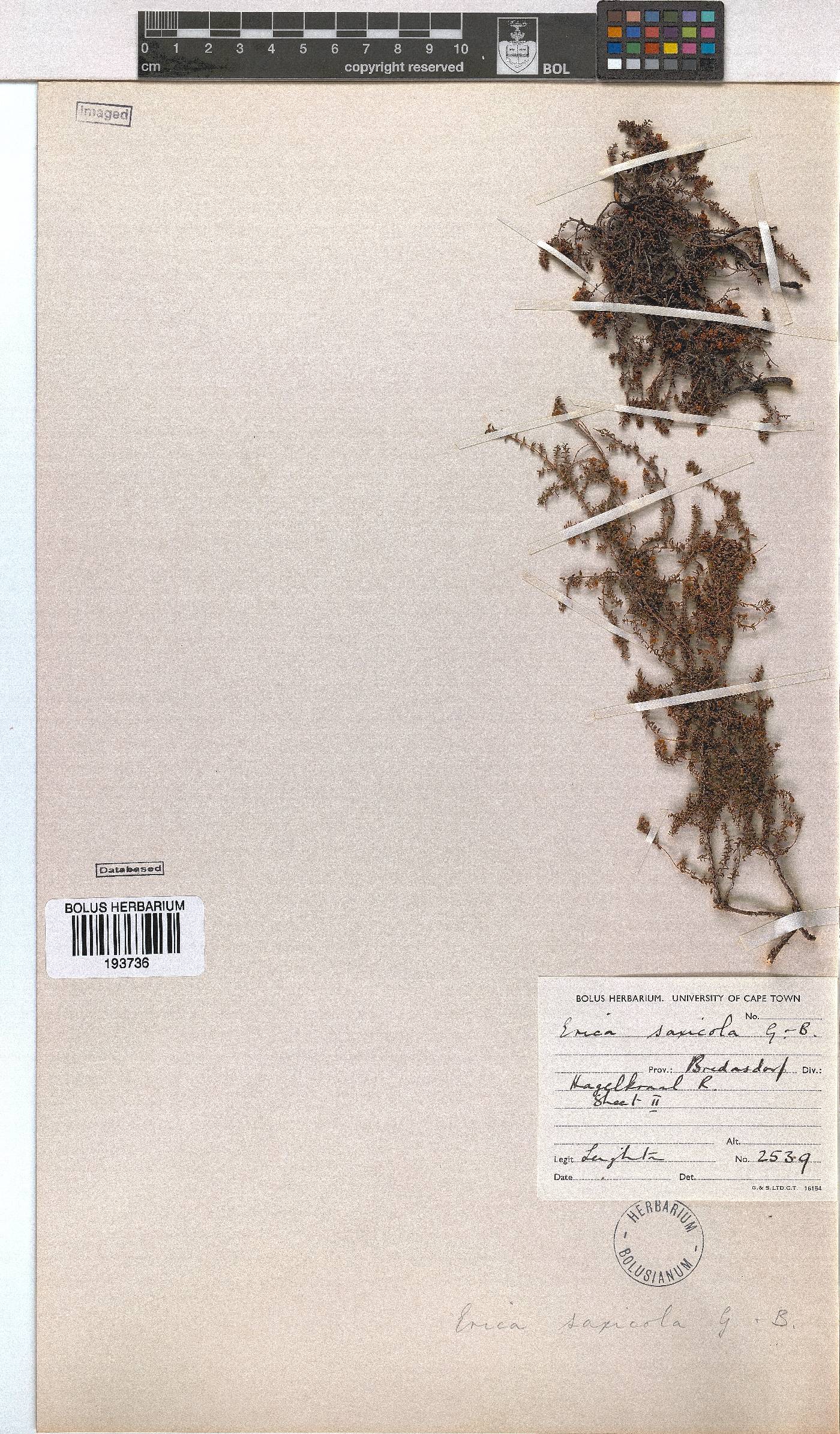 Erica saxicola image