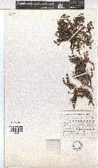 Erica saxicola image