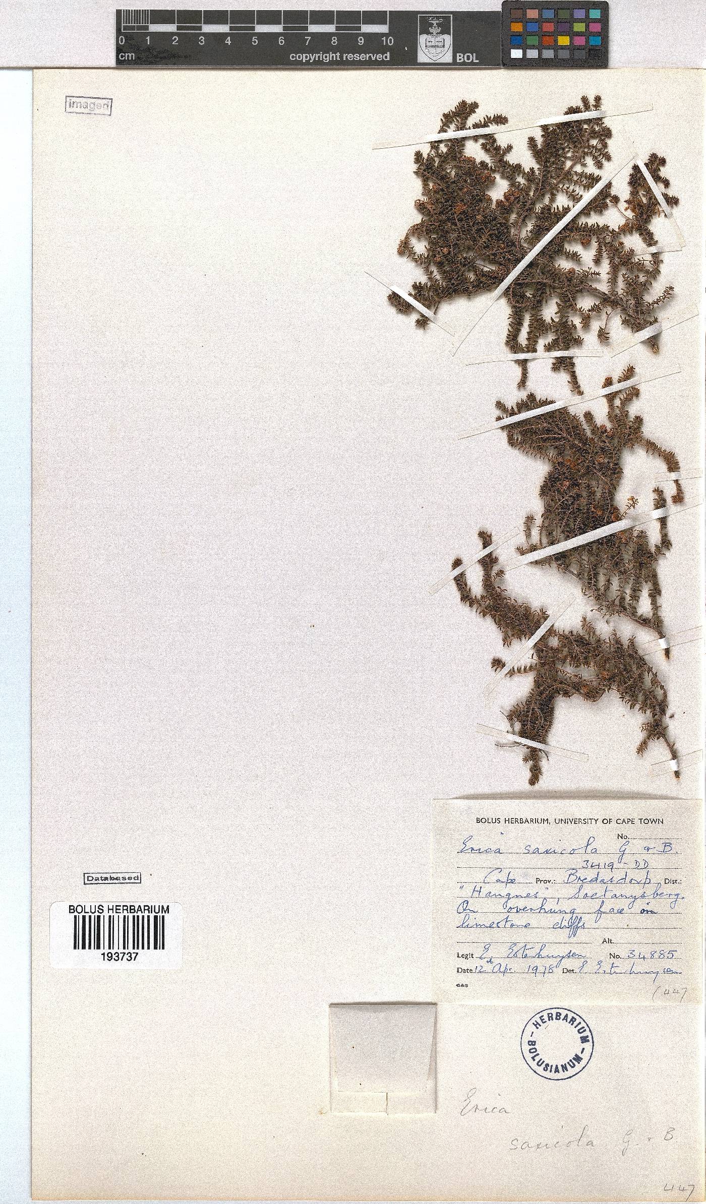 Erica saxicola image