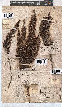 Image of Erica lucida