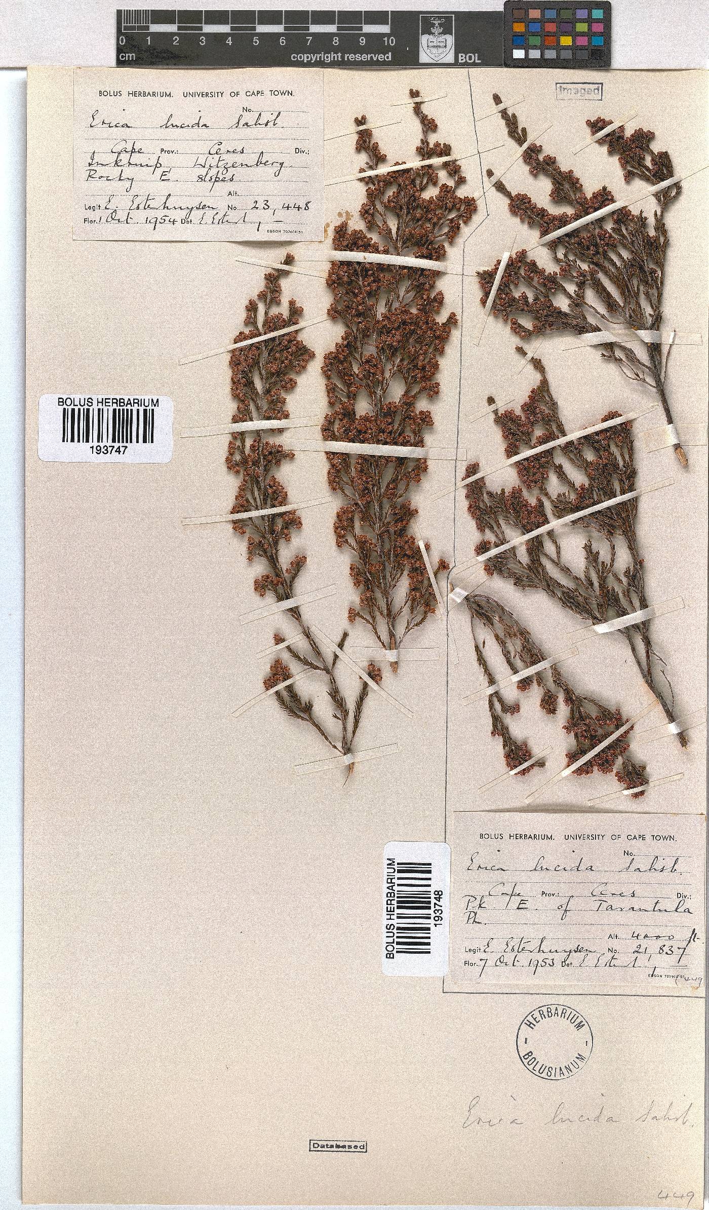 Erica lucida image
