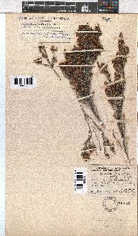 Erica inamoena image