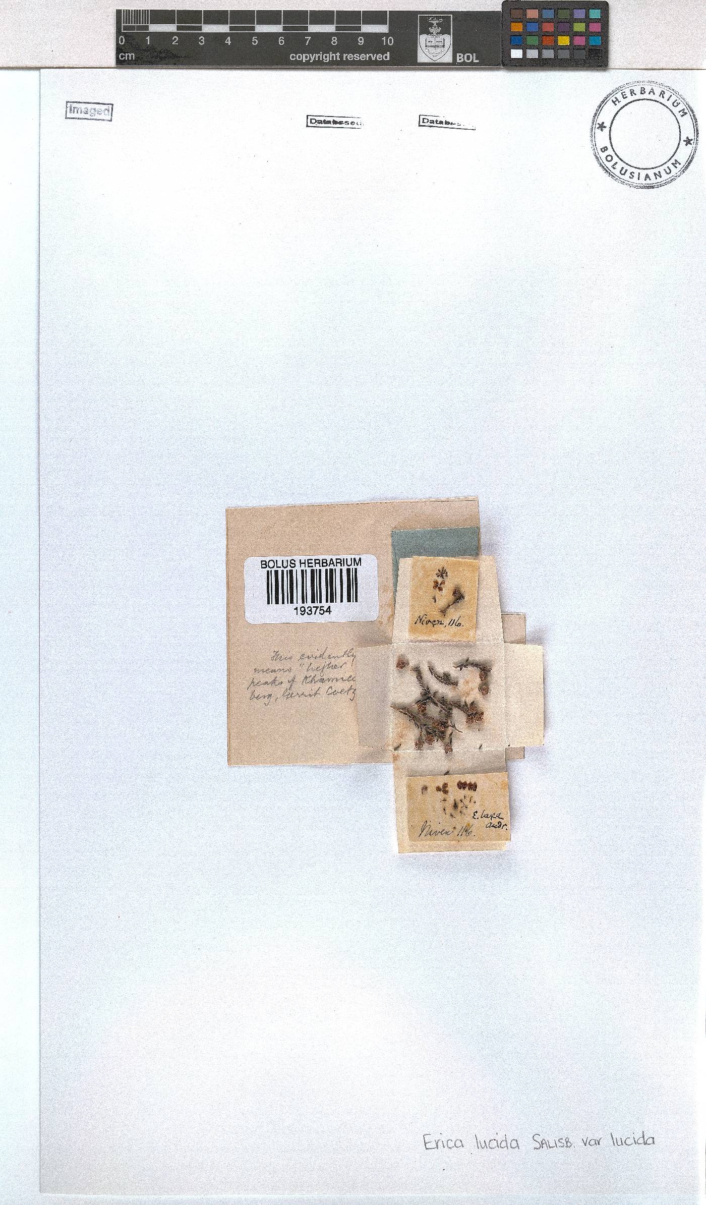 Erica lucida image