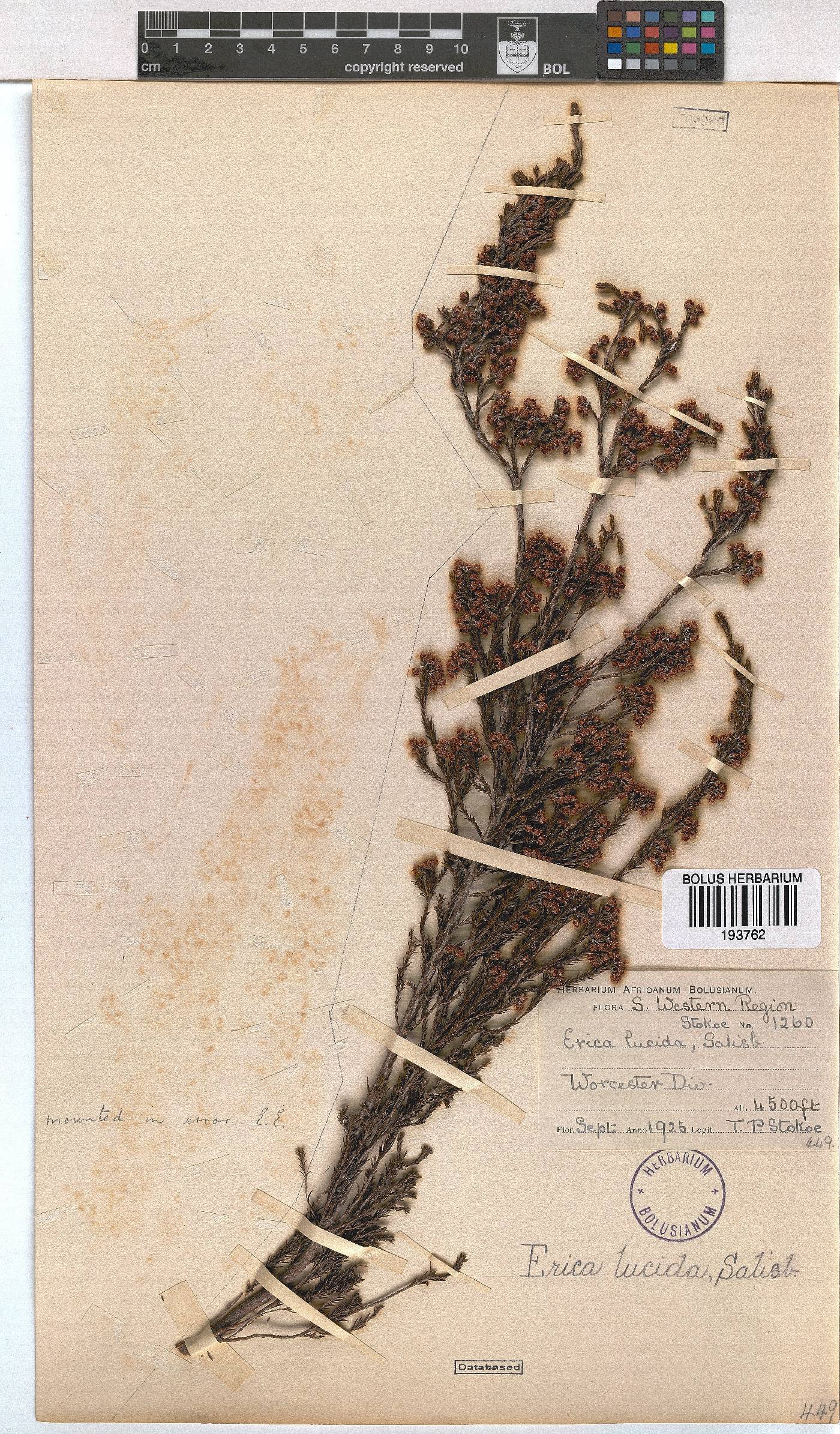 Erica lucida image
