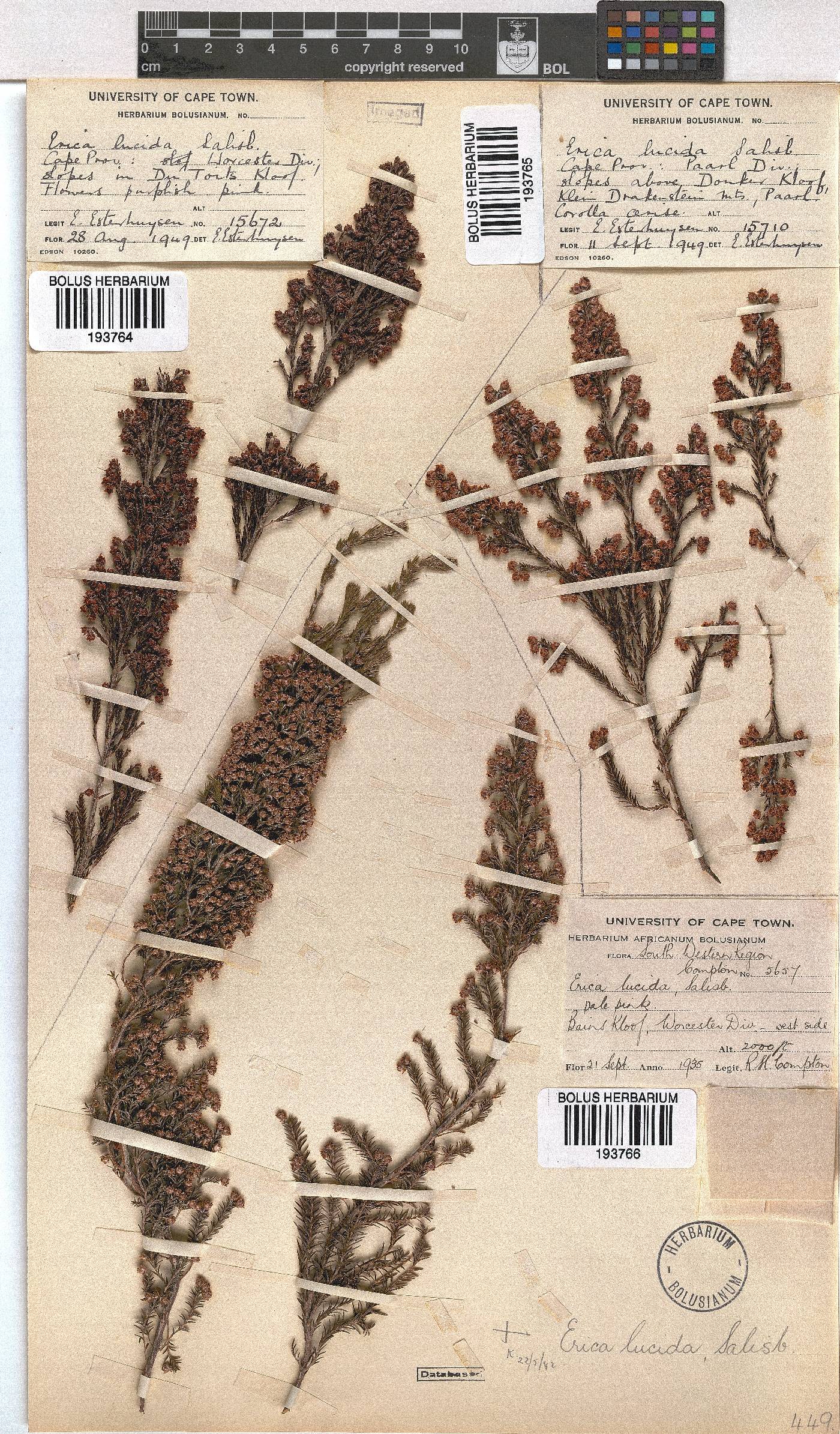 Erica lucida image