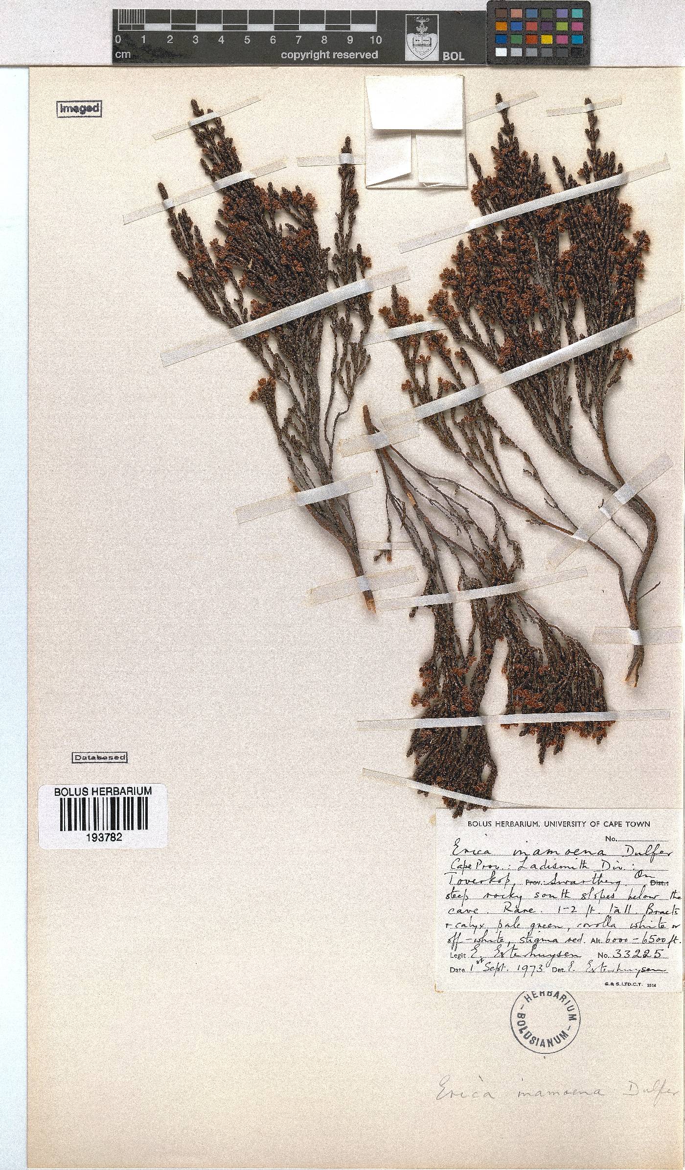 Erica inamoena image