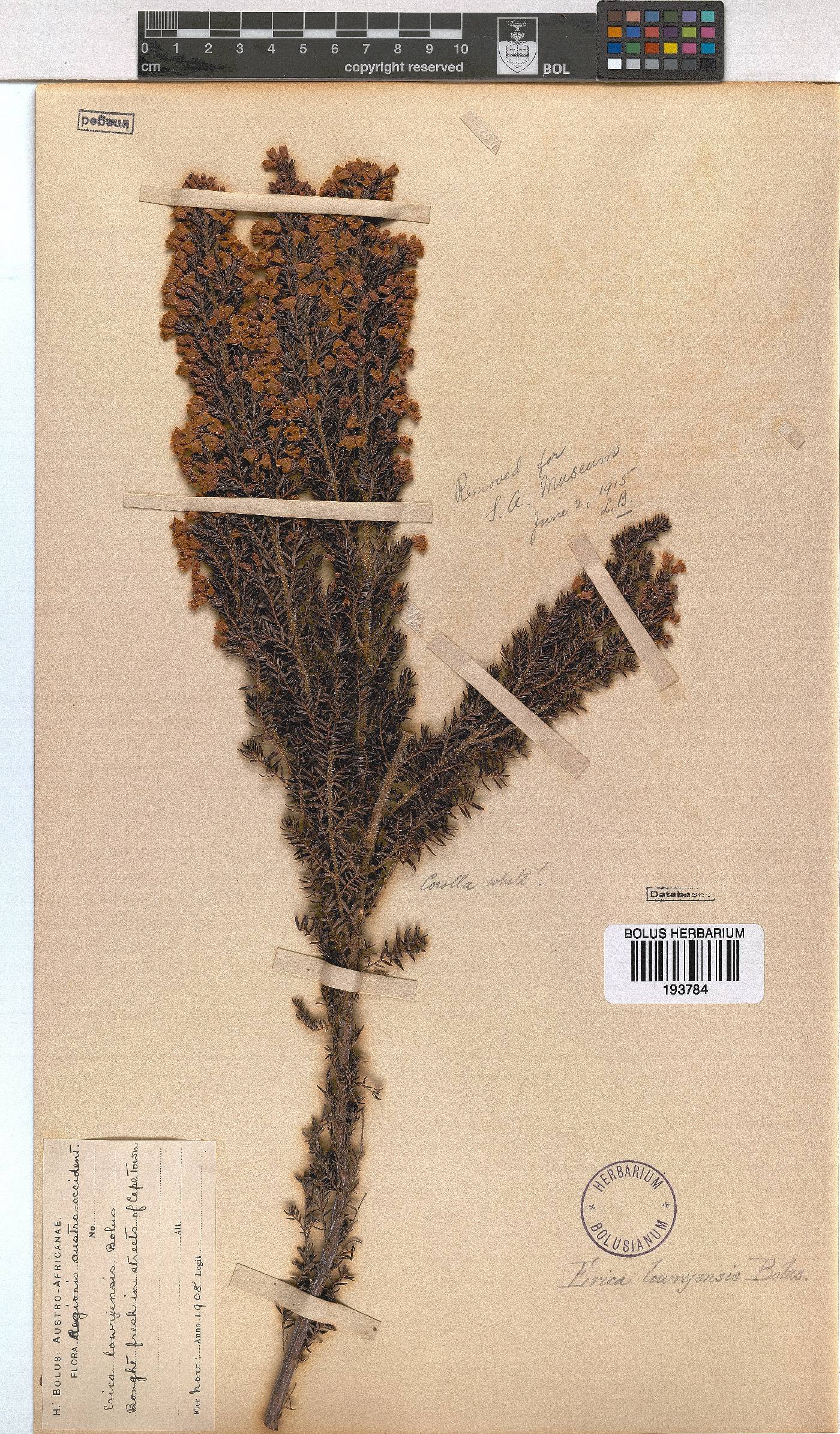 Erica lowryensis image