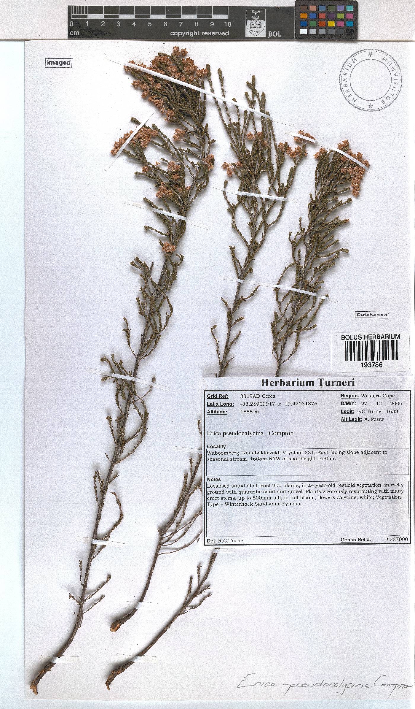 Erica pseudocalycina image