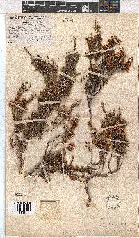 Erica pseudocalycina image