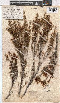 Erica pseudocalycina image