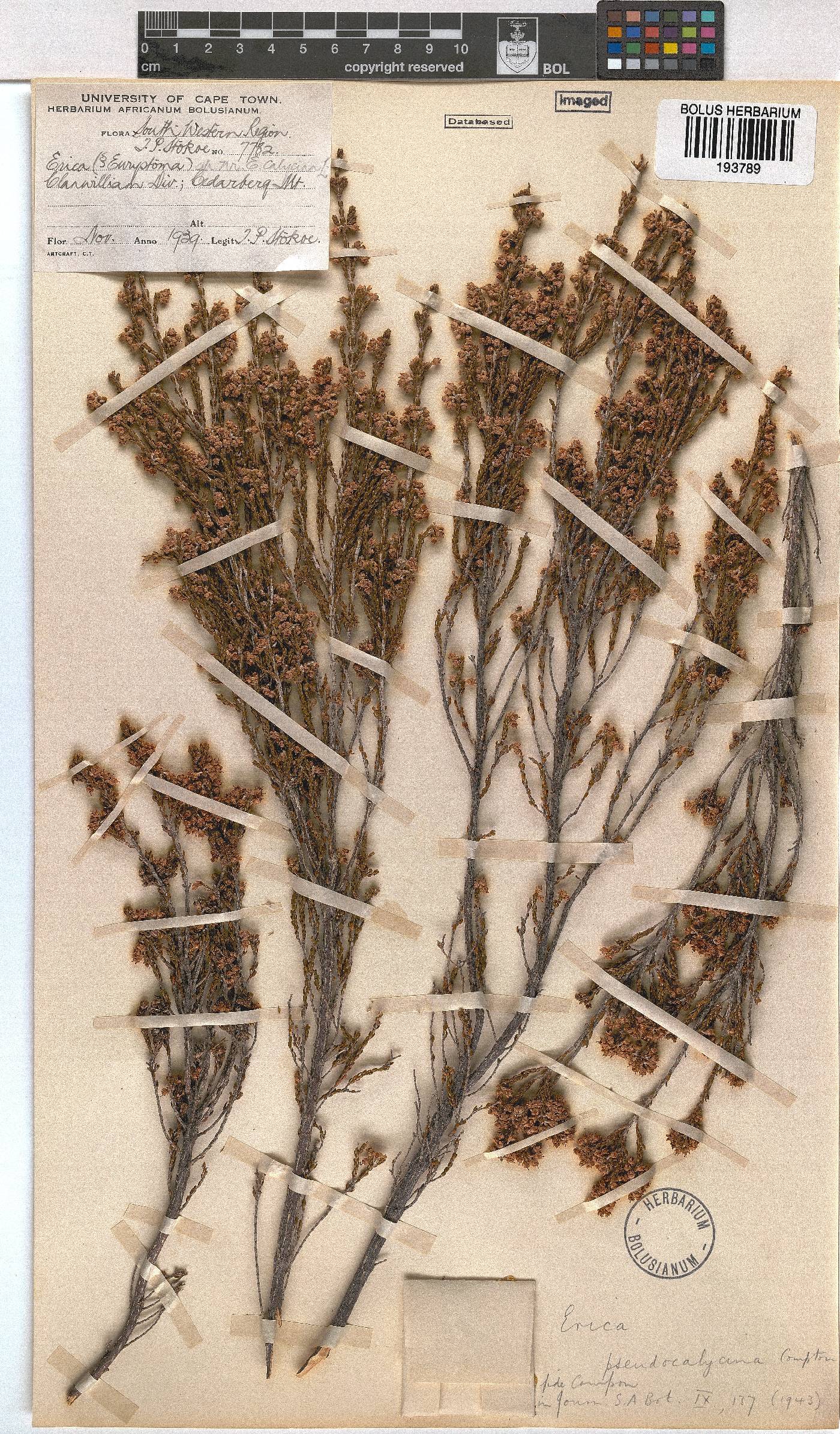 Erica pseudocalycina image