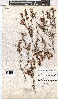 Erica pseudocalycina image