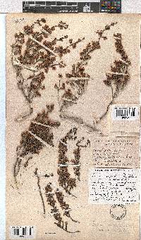 Erica lucida var. laxa image