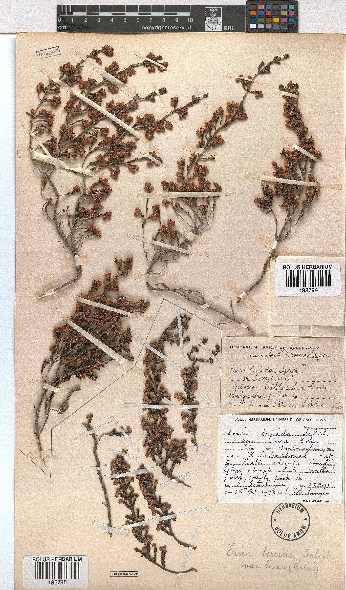Erica lucida var. laxa image