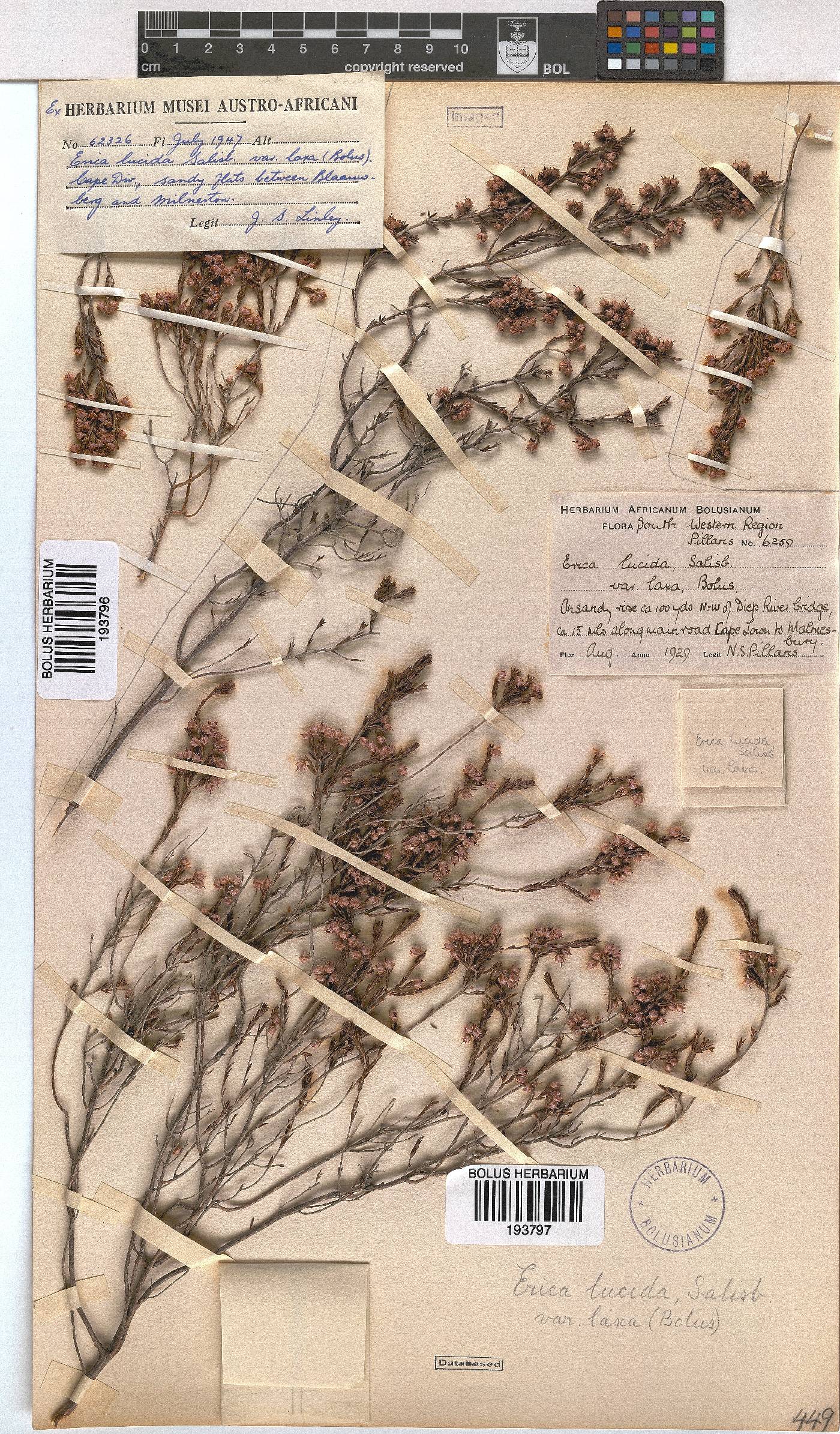 Erica lucida var. laxa image