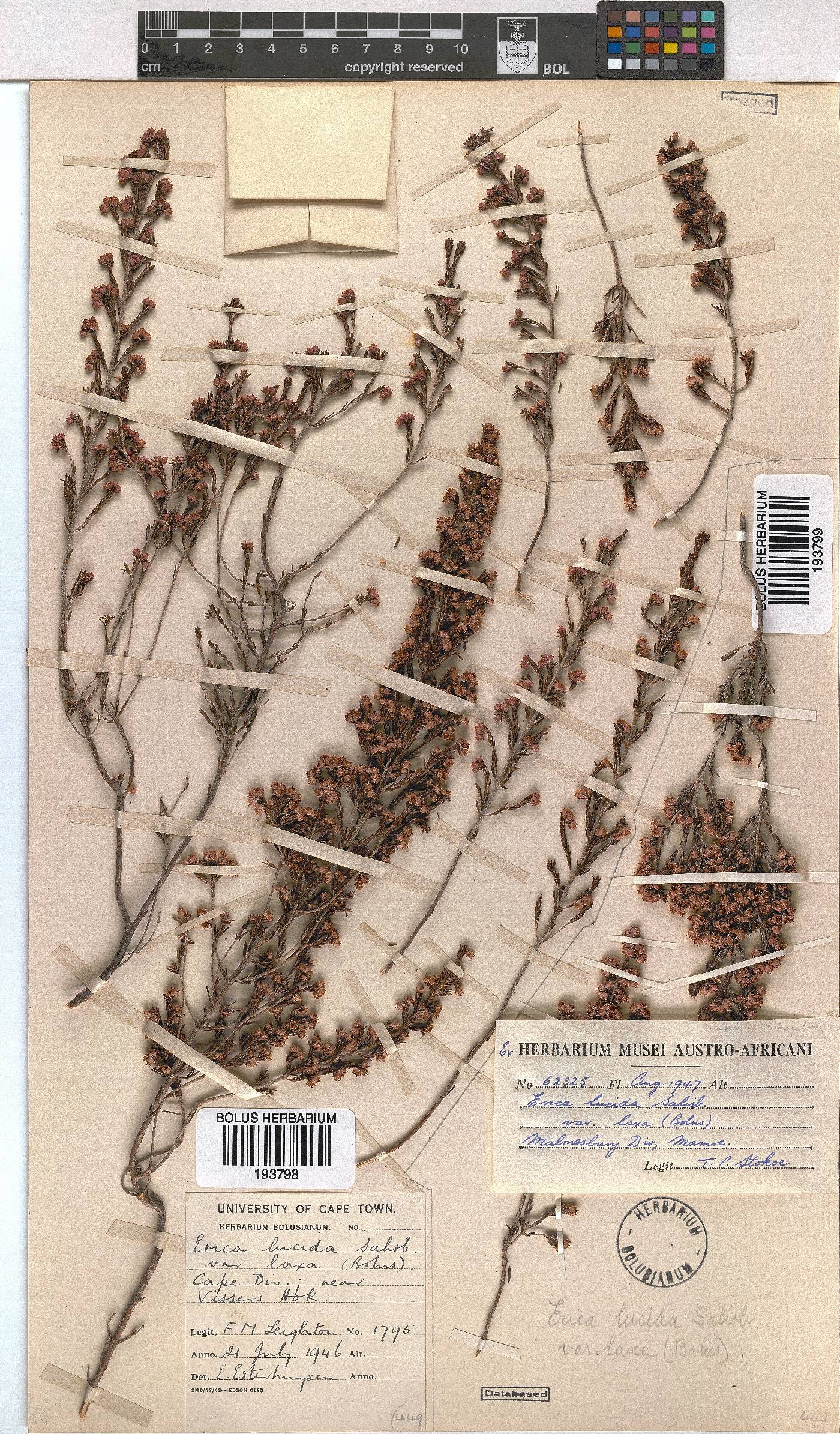 Erica lucida var. laxa image