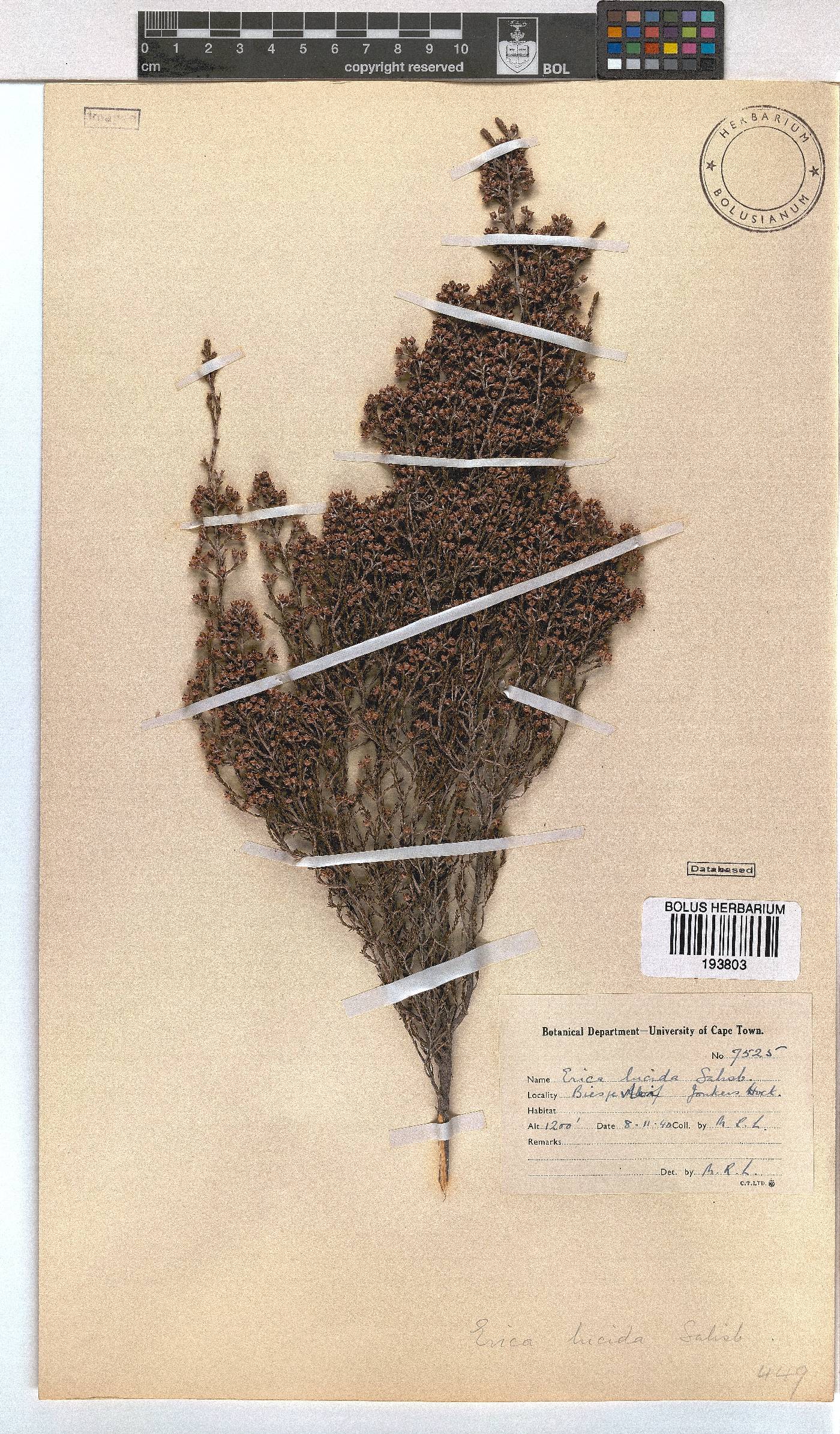 Erica lucida image