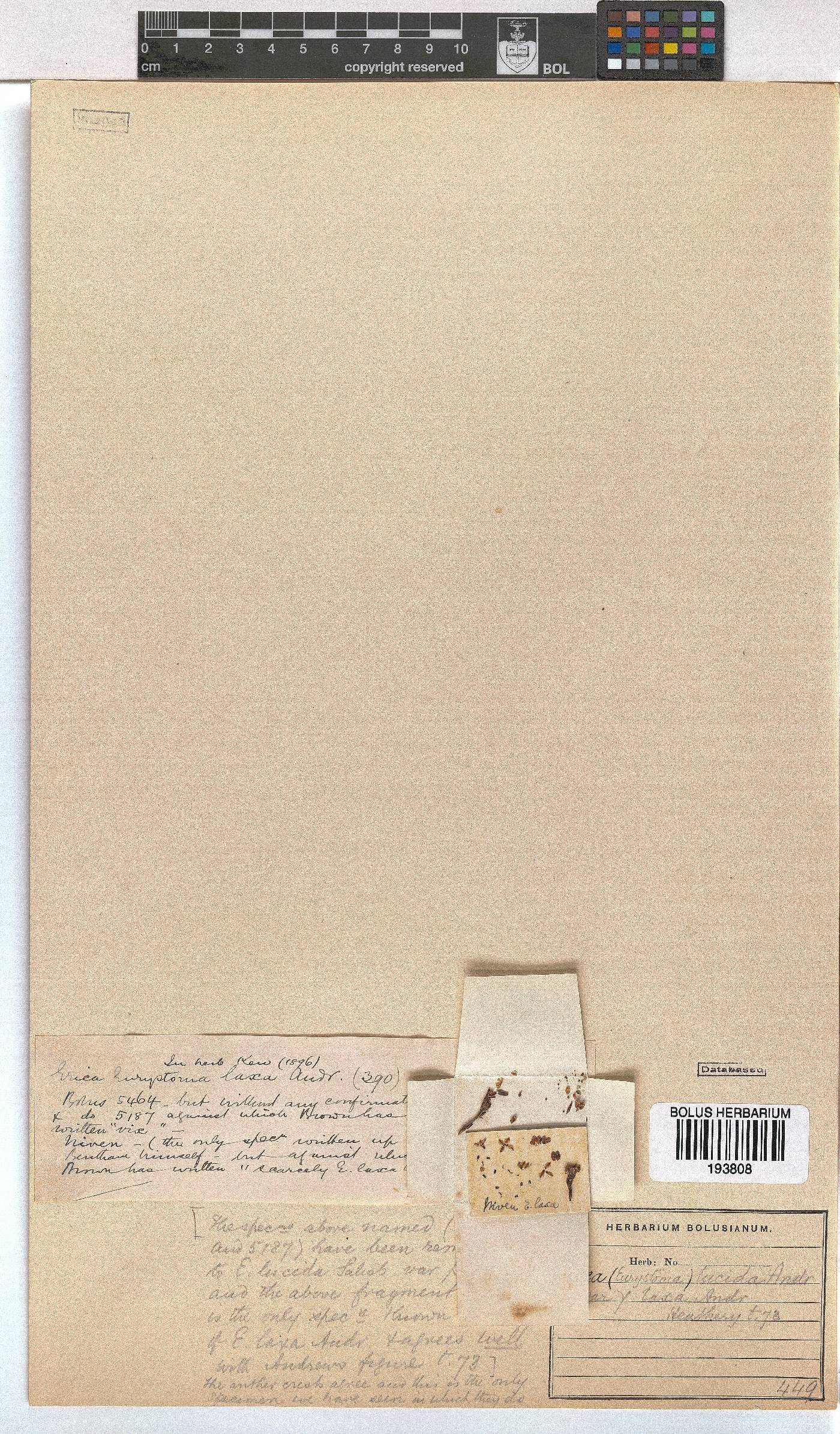 Erica lucida var. laxa image