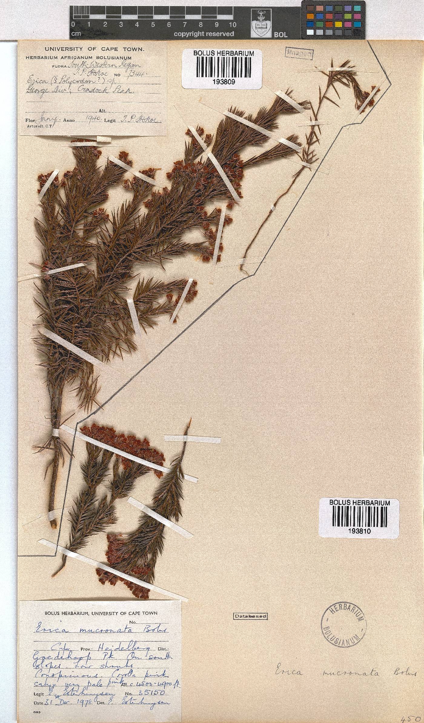 Erica mucronata image