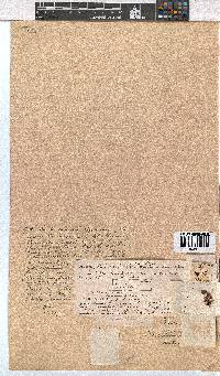 Erica mucronata image