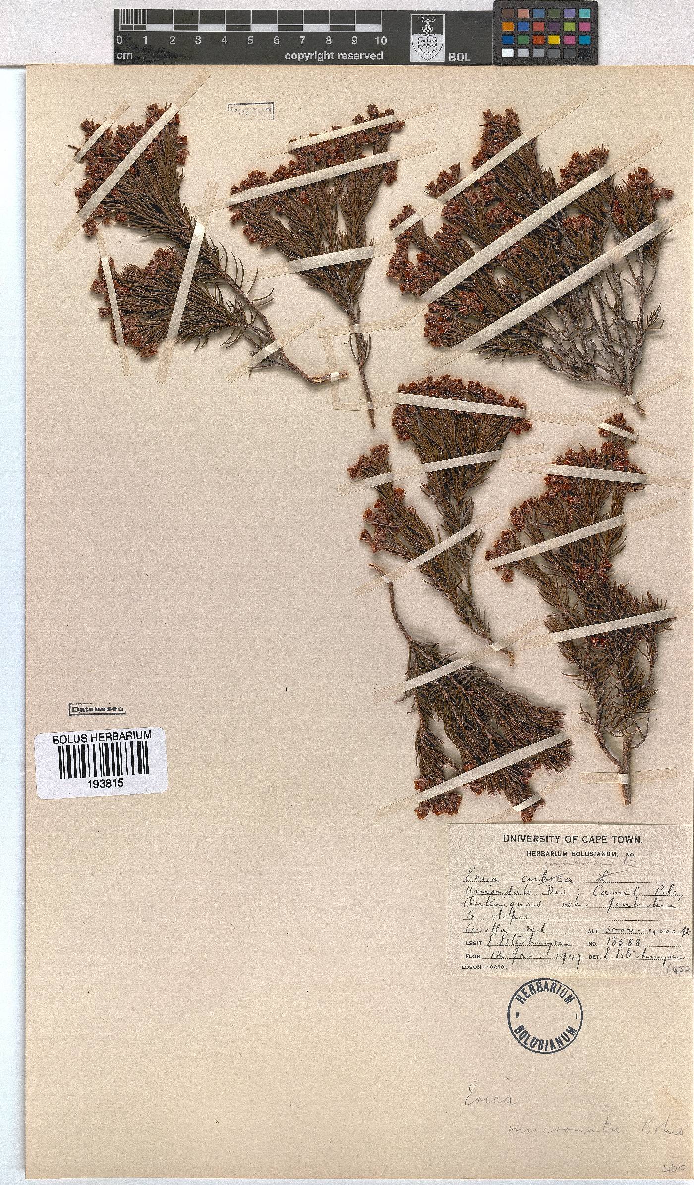 Erica mucronata image