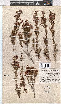 Erica mucronata image