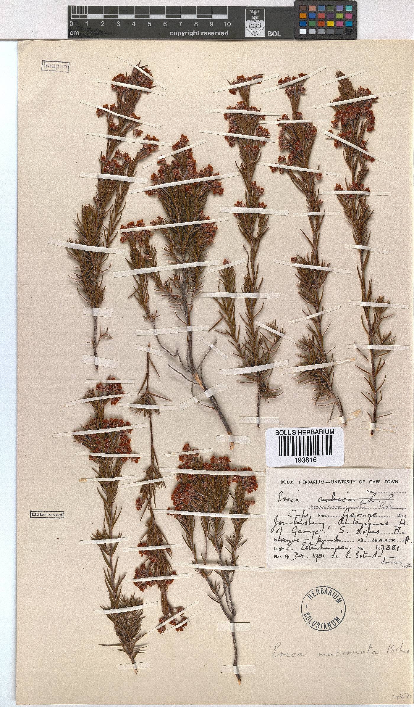 Erica mucronata image