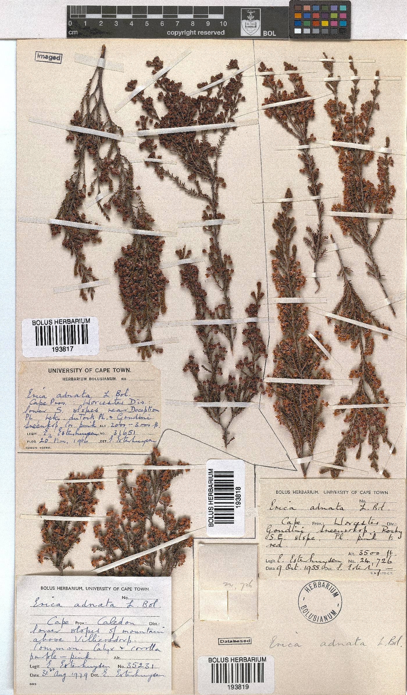 Erica adnata image