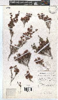 Erica adnata image
