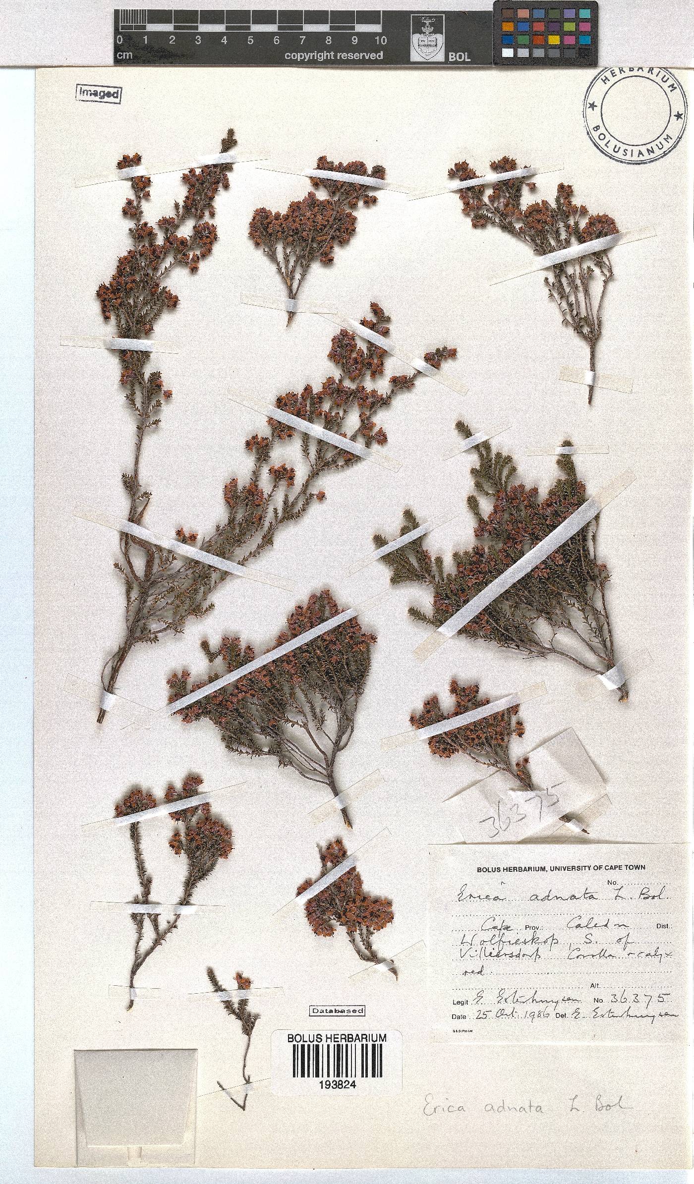 Erica adnata image