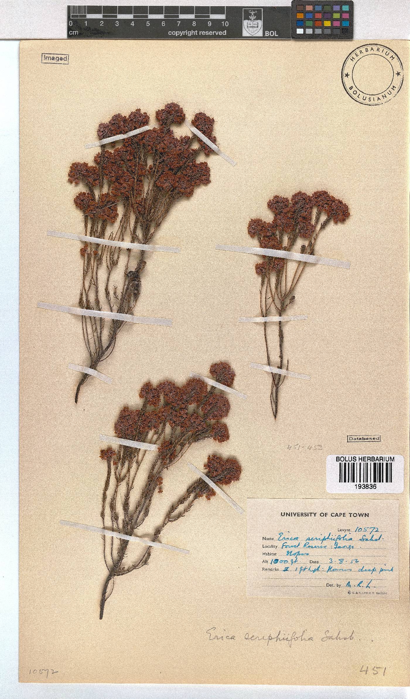 Erica seriphiifolia image