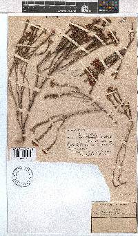 Erica seriphiifolia image