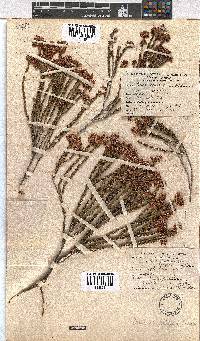 Erica seriphiifolia image