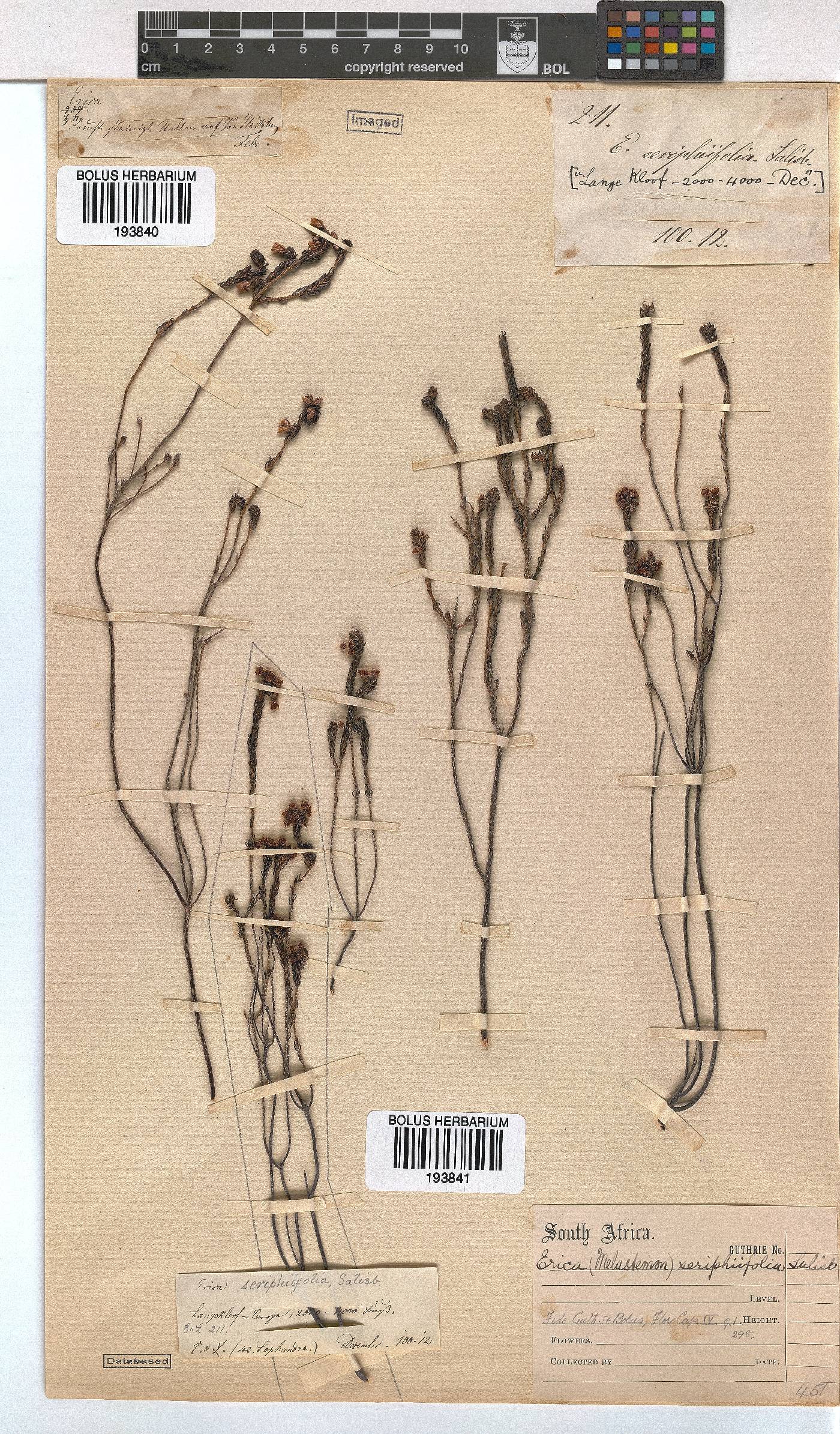 Erica seriphiifolia image