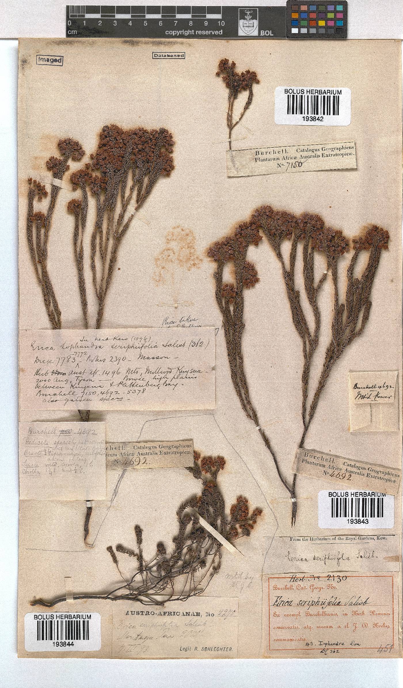 Erica seriphiifolia image