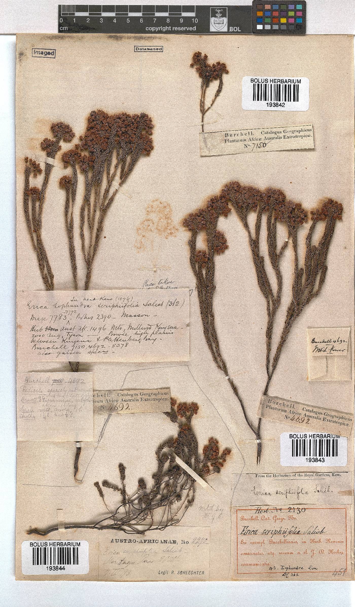 Erica seriphiifolia image