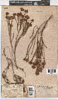 Erica seriphiifolia image