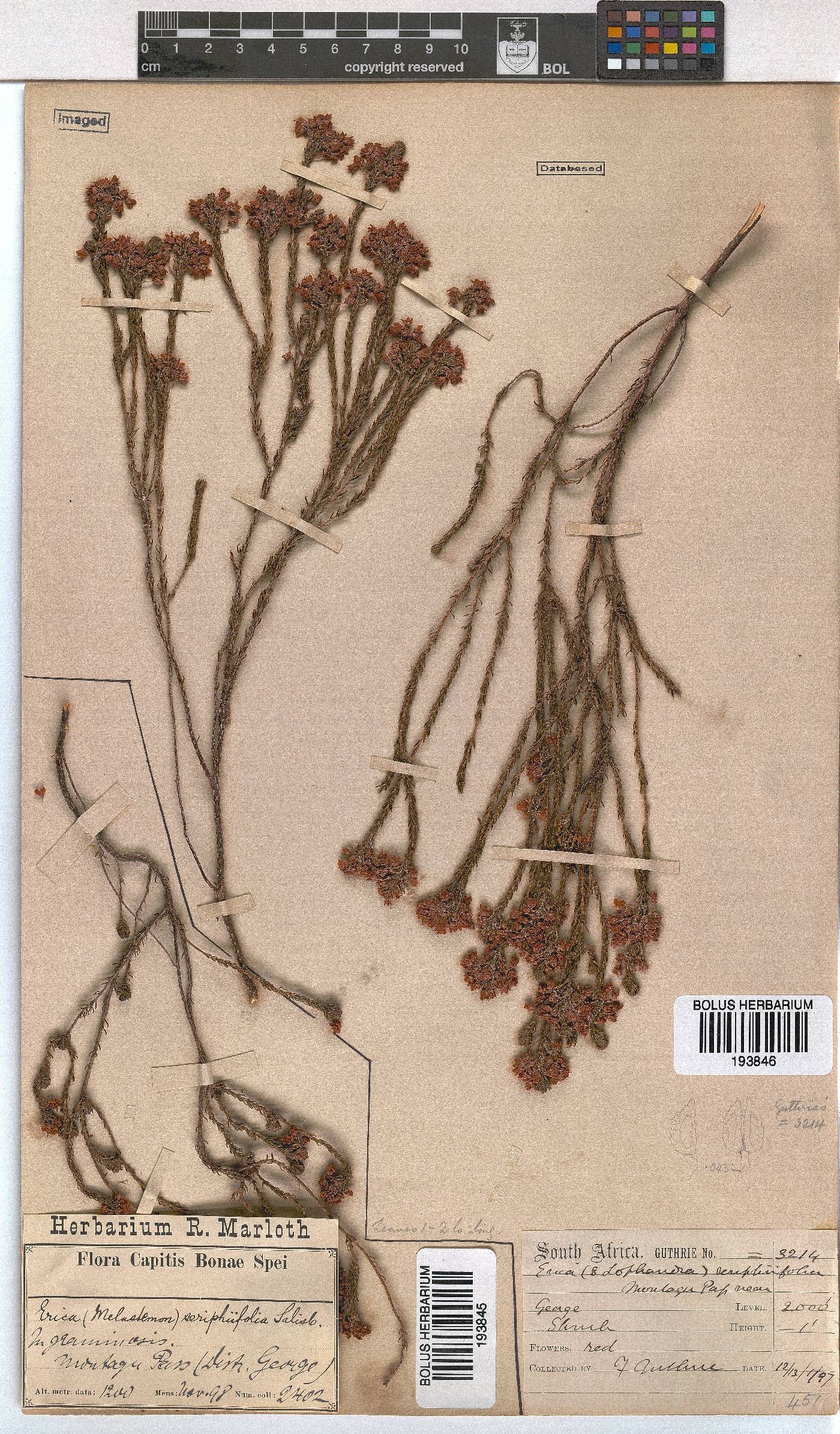 Erica seriphiifolia image
