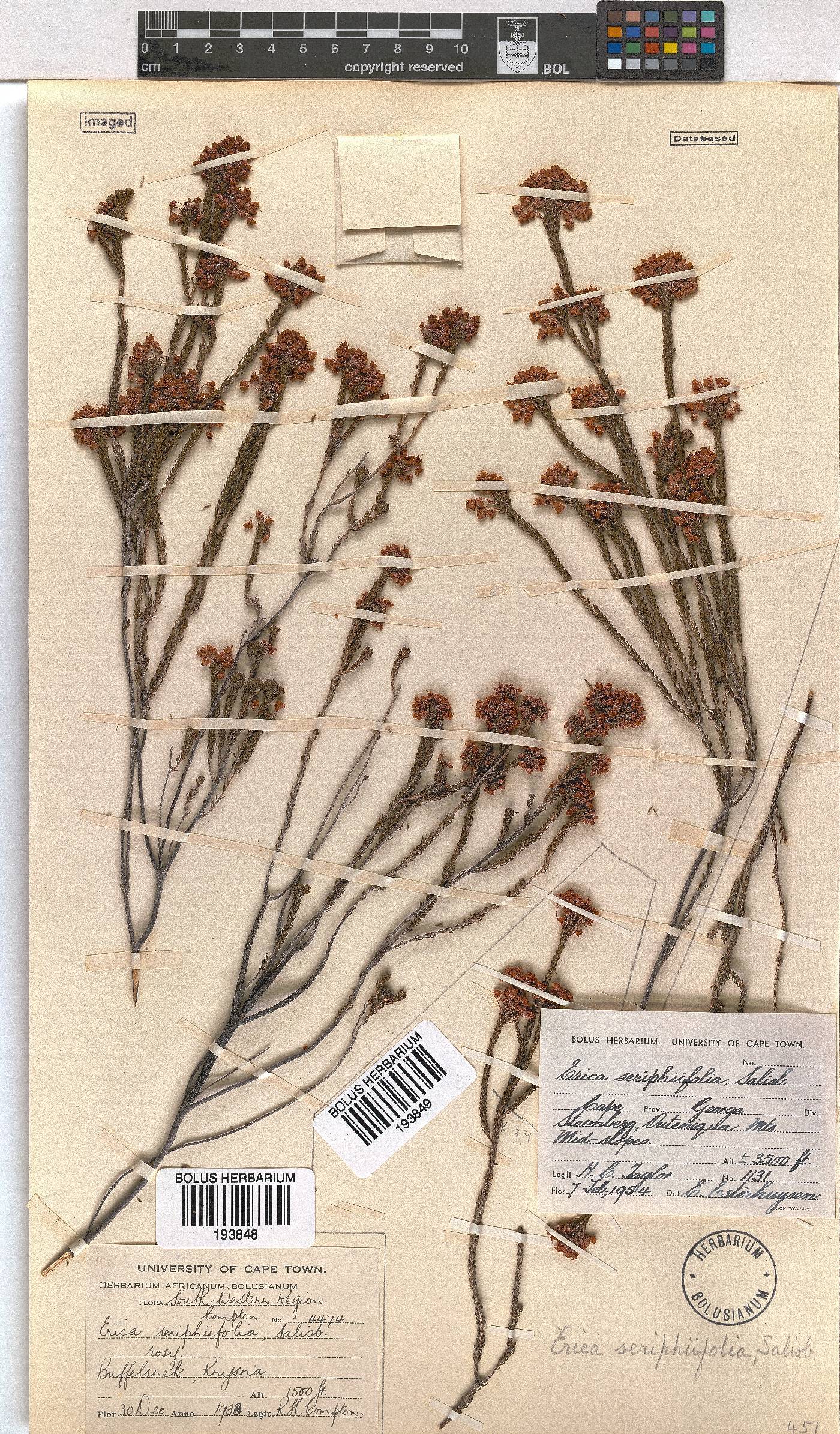 Erica seriphiifolia image