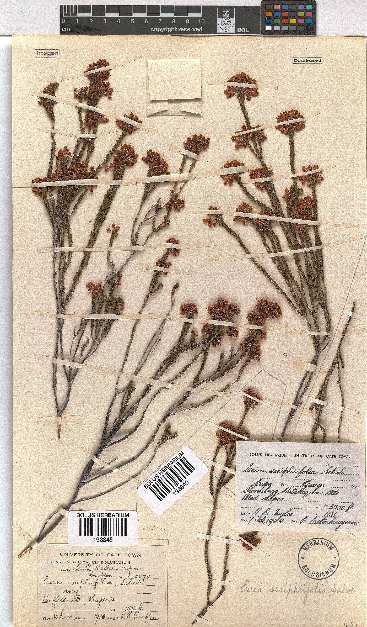 Erica seriphiifolia image