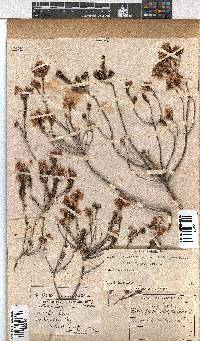 Erica cubica var. cubica image