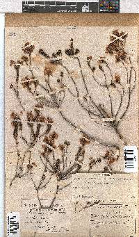 Erica cubica var. cubica image