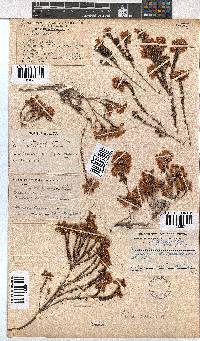 Erica cubica var. cubica image