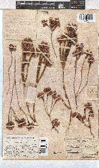 Erica cubica var. cubica image