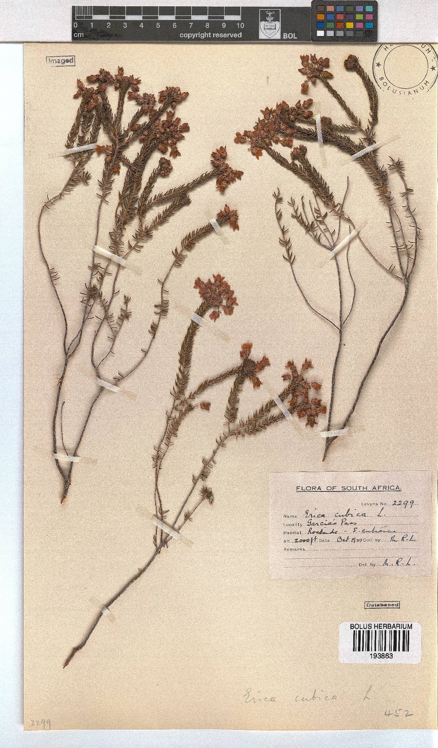 Erica cubica var. cubica image