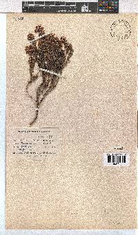 Erica cubica var. cubica image