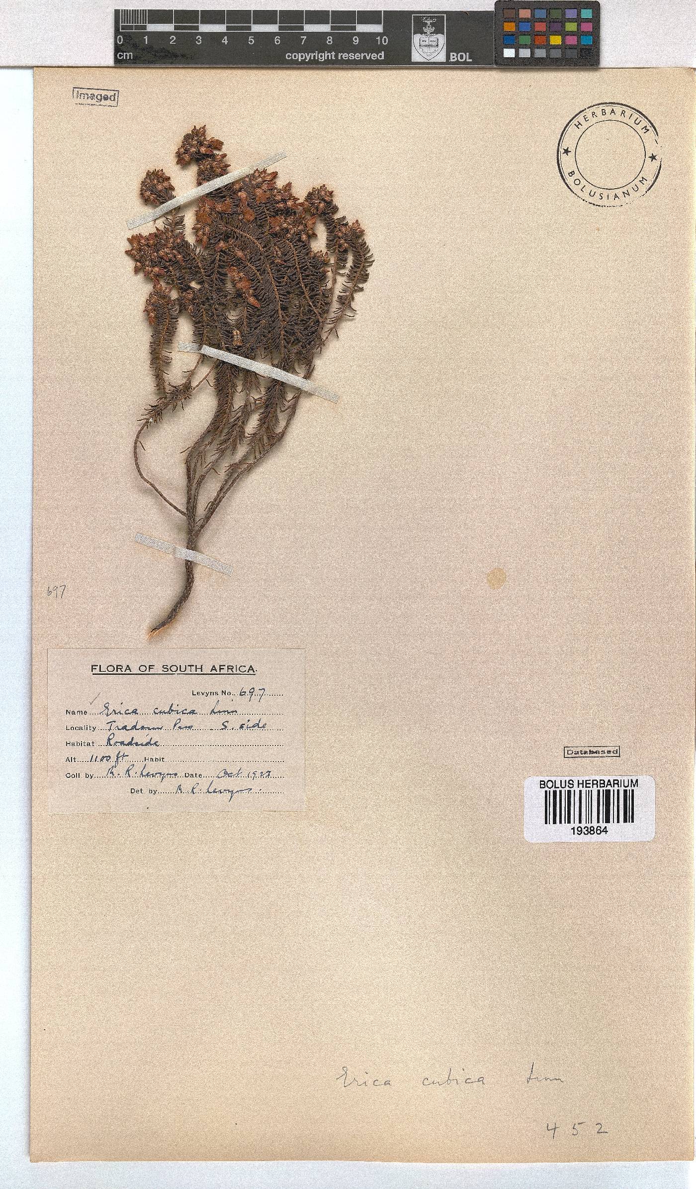 Erica cubica var. cubica image